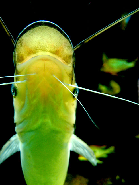 Berlin Aquarium